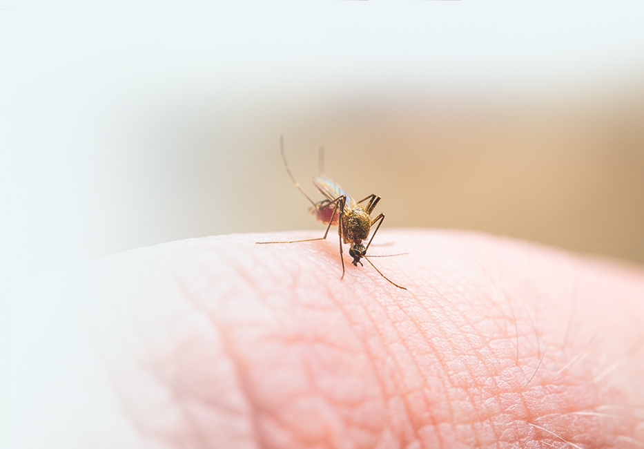 Malaria Tablets