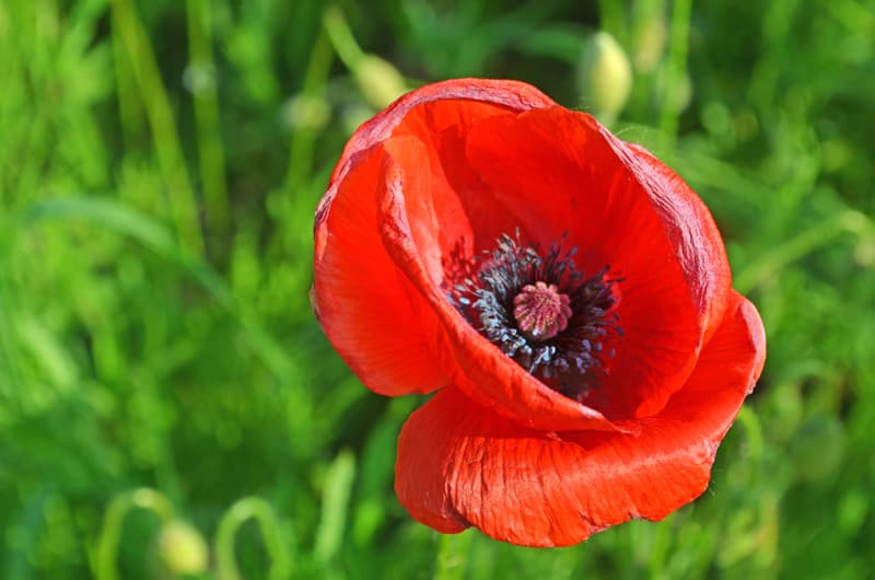 Poppy flower