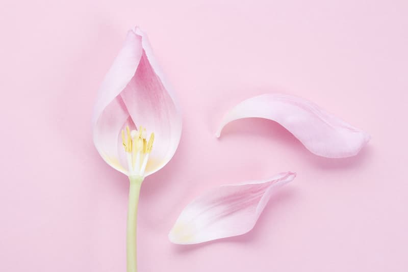 A pink flower with petals coming off it