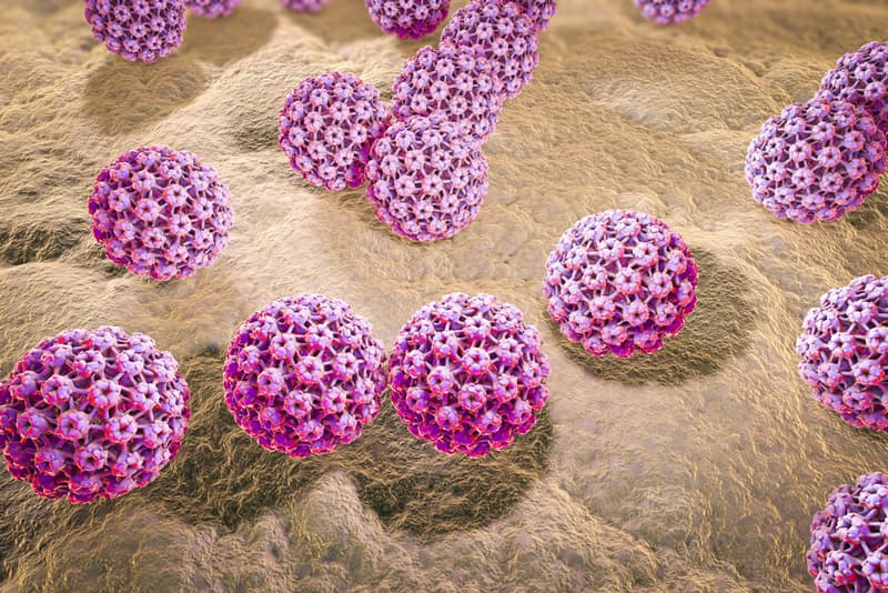 Genital warts virus within a cell
