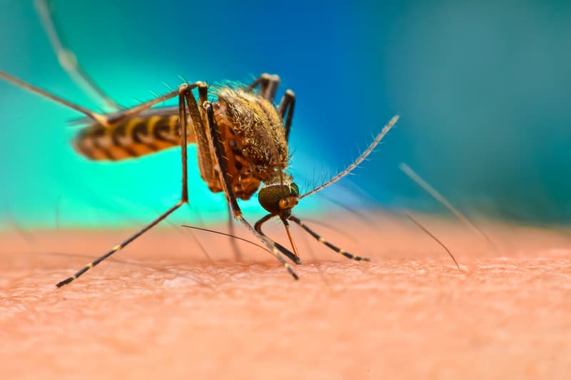 A mosquito biting a human