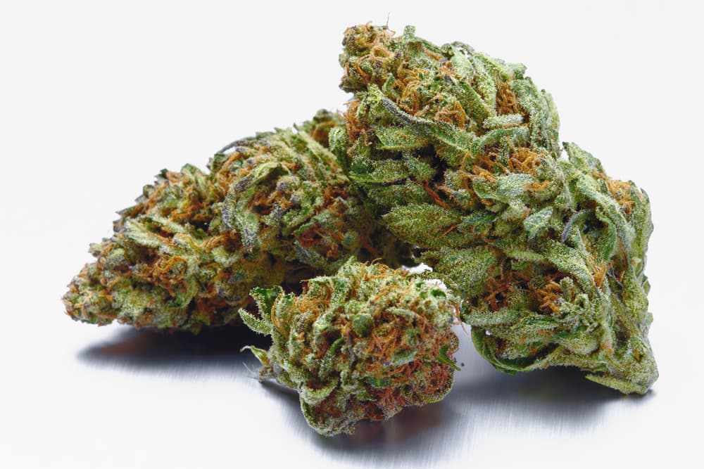 A medical cannabis plant