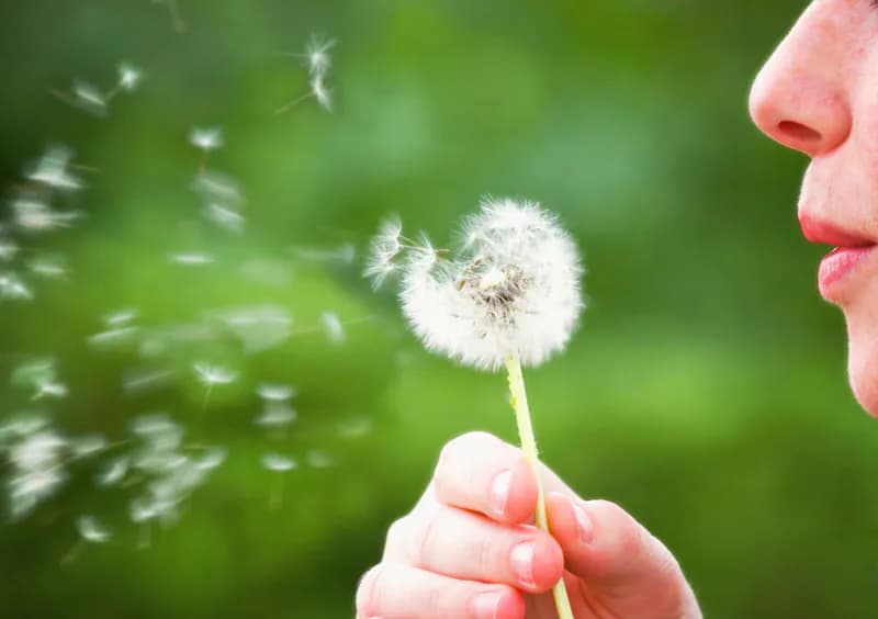 A lady blowing a dandilion