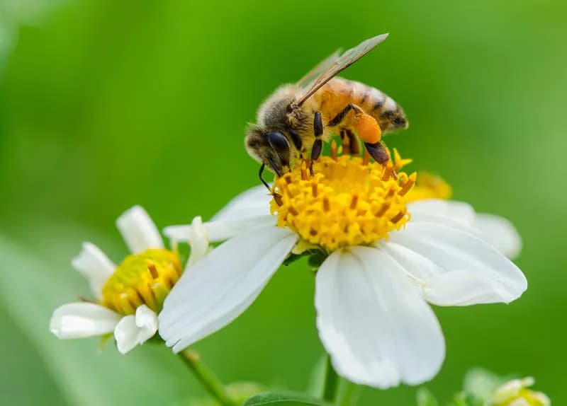 A bee collecting pollen from a flower
